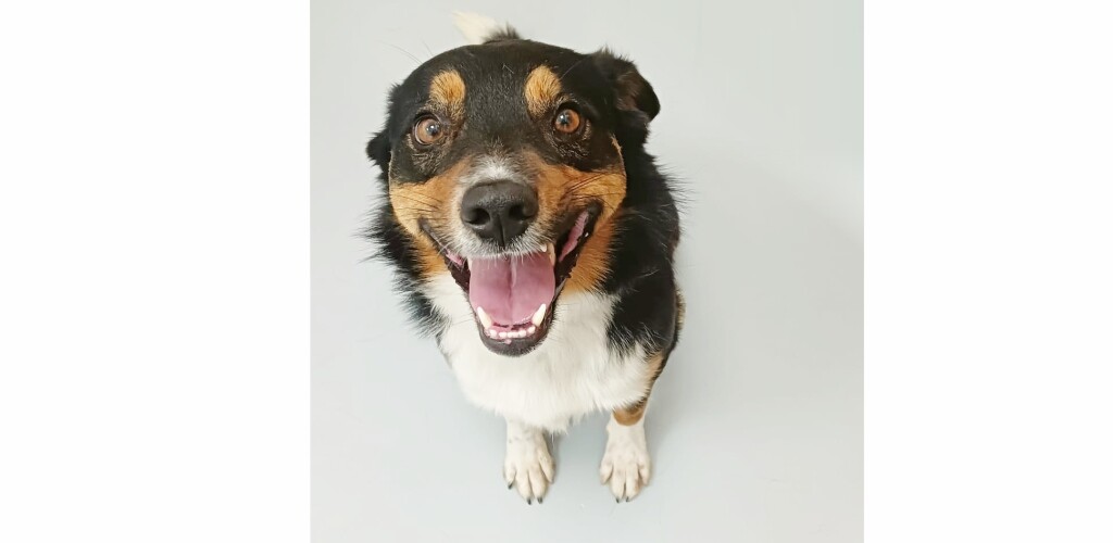 CROAA celebra Dia Mundial do Cão com Dia Aberto